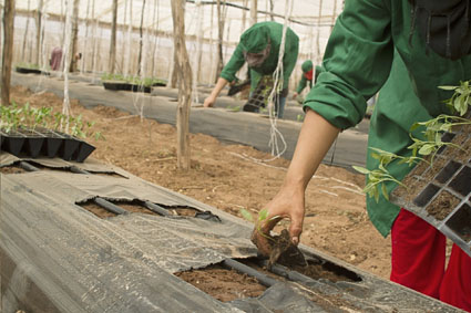 agriculture-2382185_1920